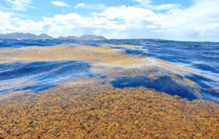 seaweed farming