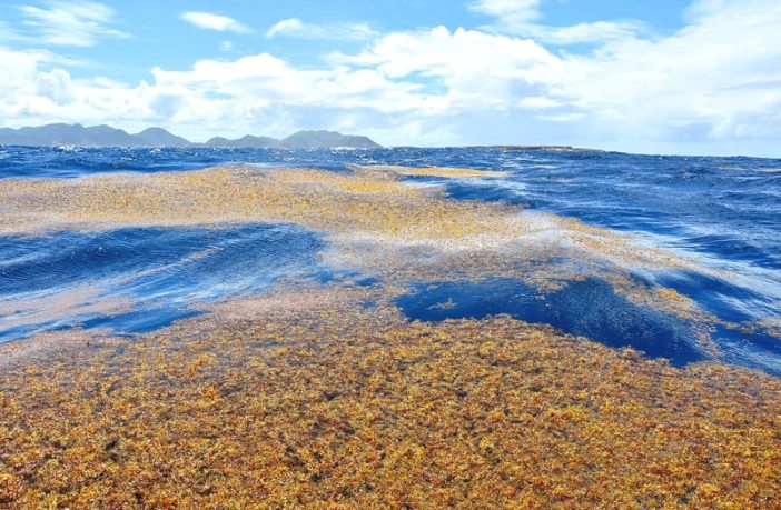 seaweed farming