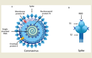 vaccinations reduce likelihood of long covid