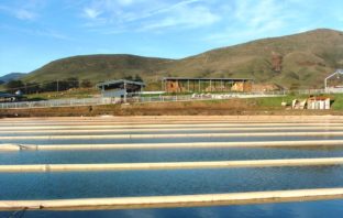 green fuel and hydrogen