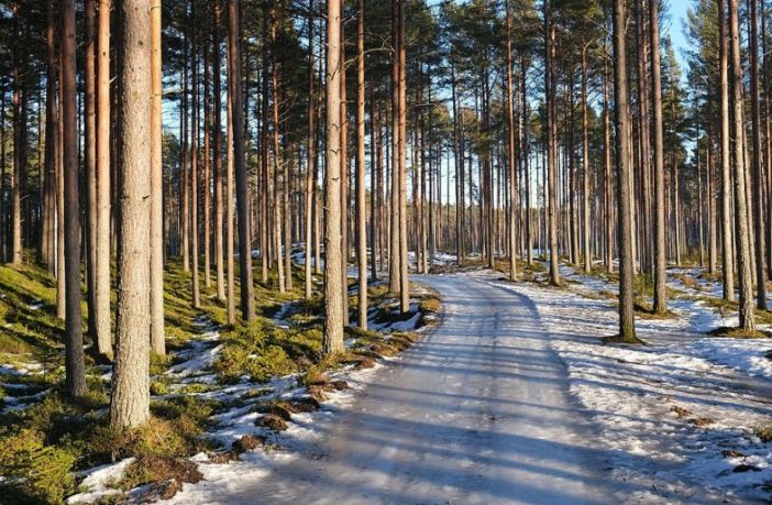 could batteries come from mighty trees