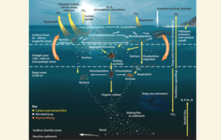deep sea mining authority