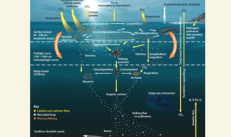 deep sea mining authority