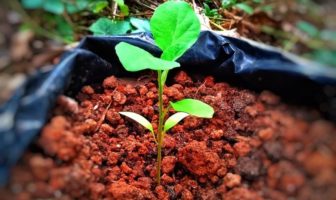 trends in greener batteries