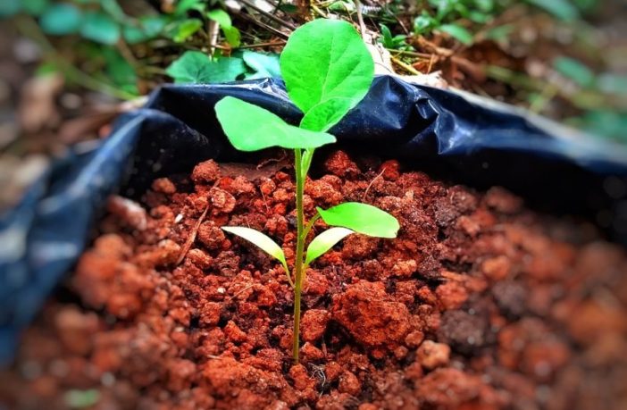 trends in greener batteries