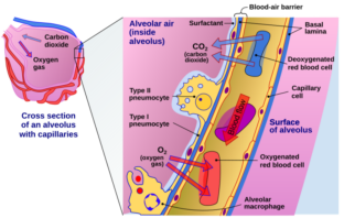 sodium-oxygen battery implants