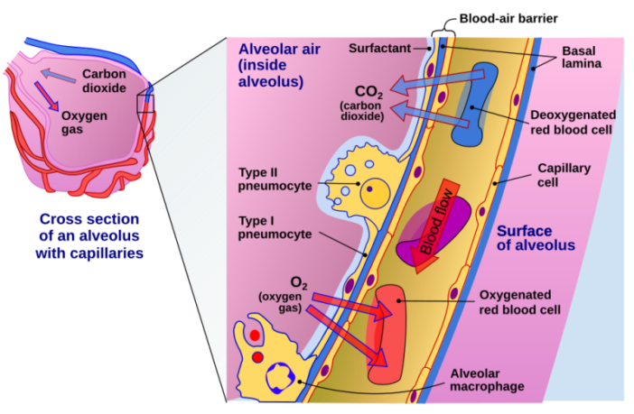 sodium-oxygen battery implants