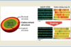 stabilizing high-nickel cathodes