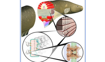 alessandro volta and electric fishes