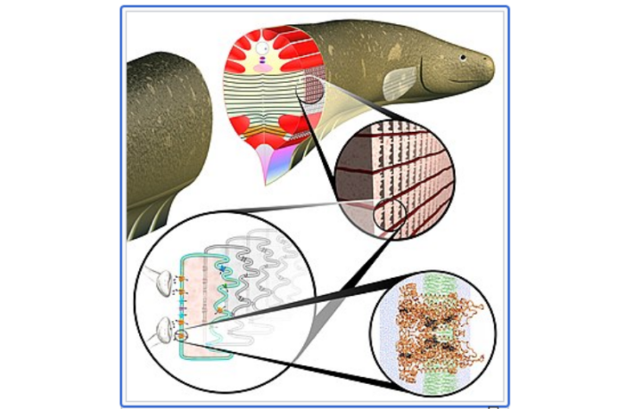 alessandro volta and electric fishes