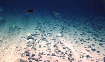 battery-like nodules