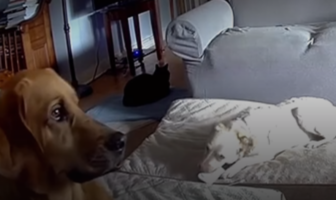 stop batteries catching fire