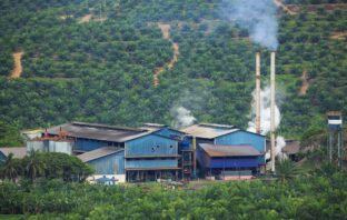 palm oil biomass