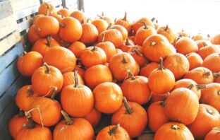 build a pumpkin battery