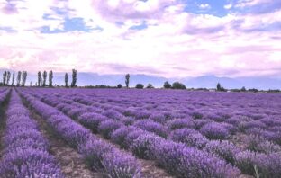 sodium-sulfur batteries with lavender