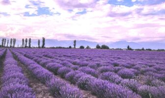 sodium-sulfur batteries with lavender