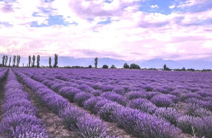 sodium-sulfur batteries with lavender
