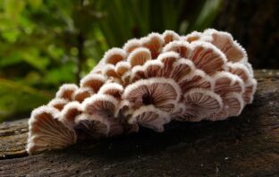 a living fungus for a biodegradable battery