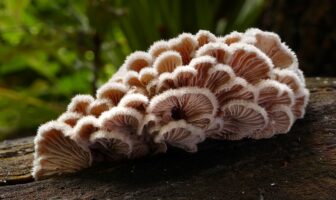 a living fungus for a biodegradable battery