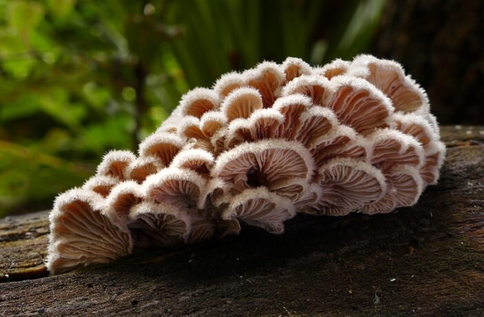 a living fungus for a biodegradable battery