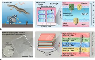 eels inspired gel electrolytes