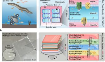 eels inspired gel electrolytes