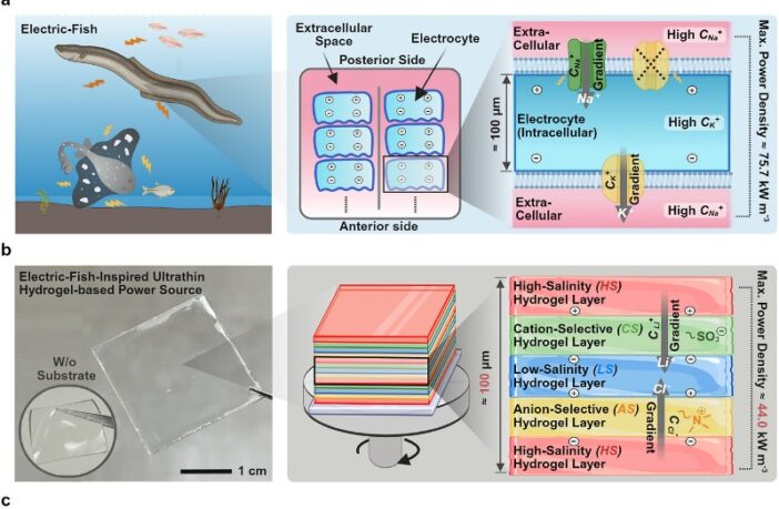 eels inspired gel electrolytes