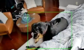 dog chews heated skiing glove