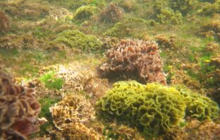 cloning battery binders from the sea