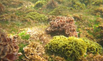 cloning battery binders from the sea