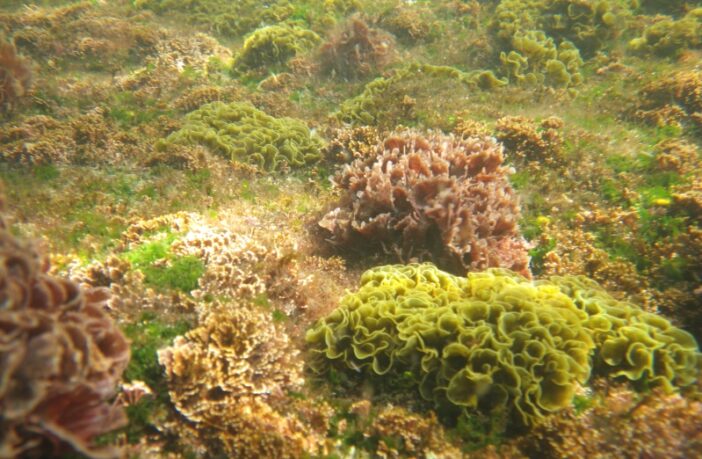 cloning battery binders from the sea