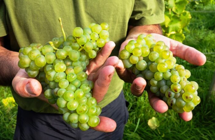 recovering cobalt and nickel selectively